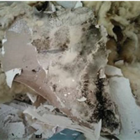 picture of extensive mold growth of two highly toxic mold species